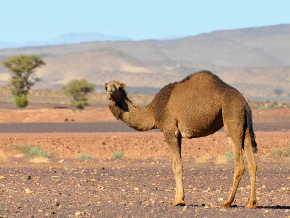 sustainability moroccan amythest camel